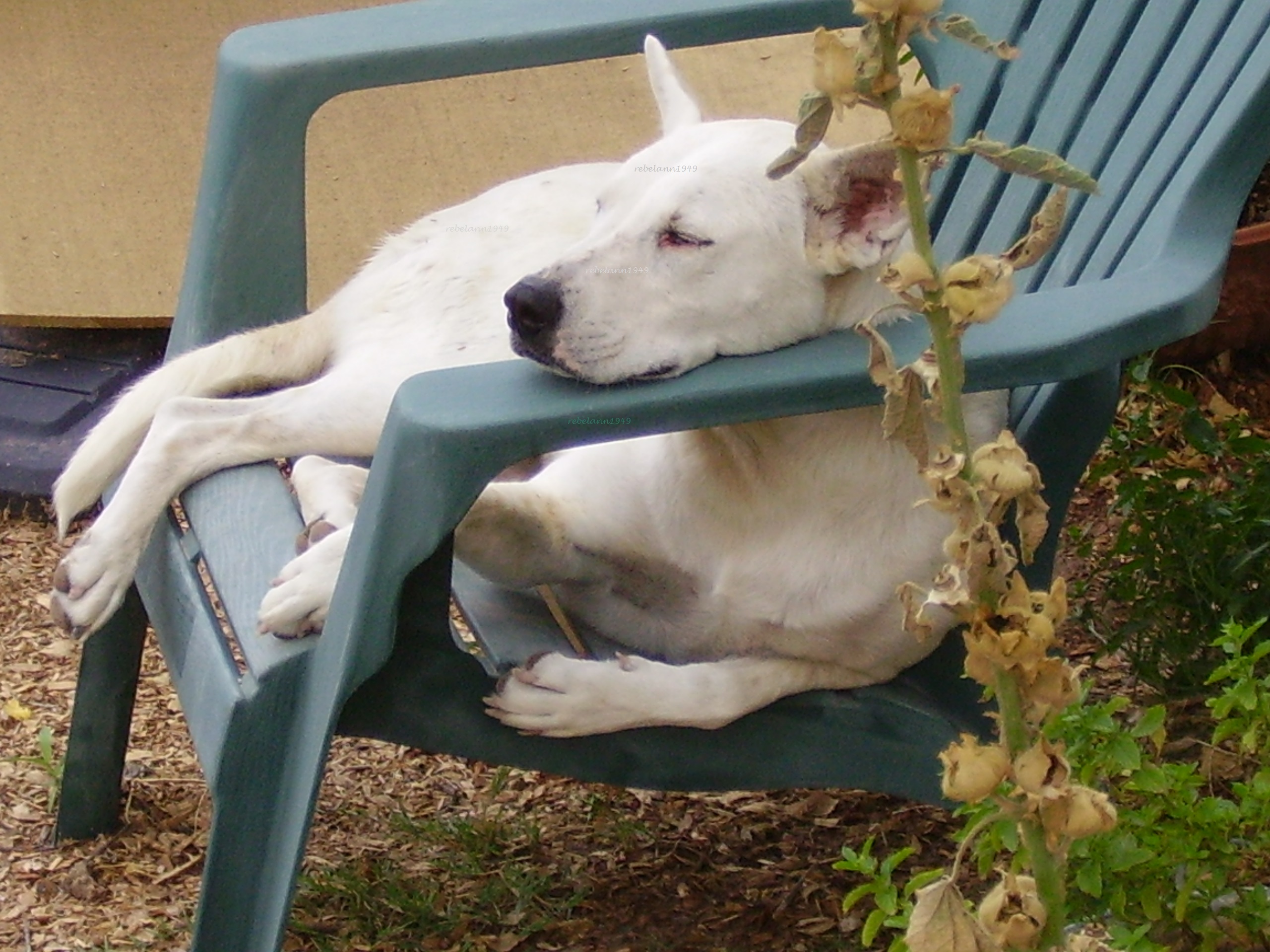 Mykey napping on his favorite lawn chair