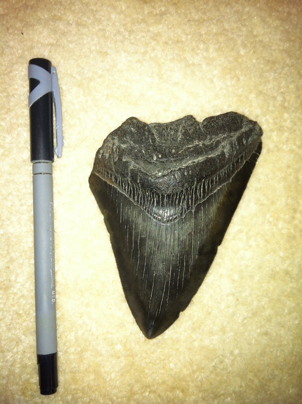 Megalodon tooth next to a pen