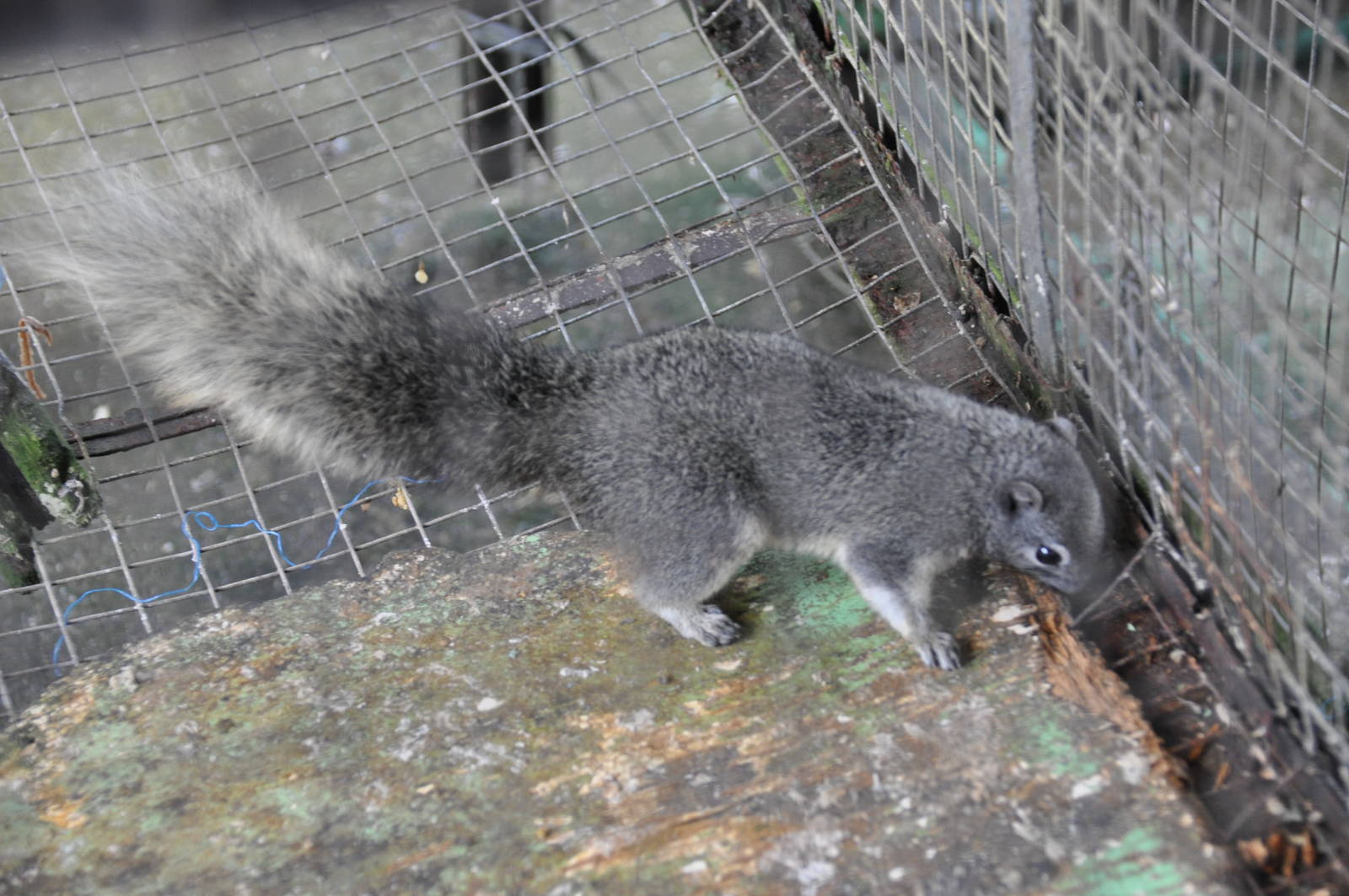 I just Googled a picture of Philippine Tree Squirrel