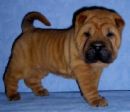 Sharpei puppy - Adorable!