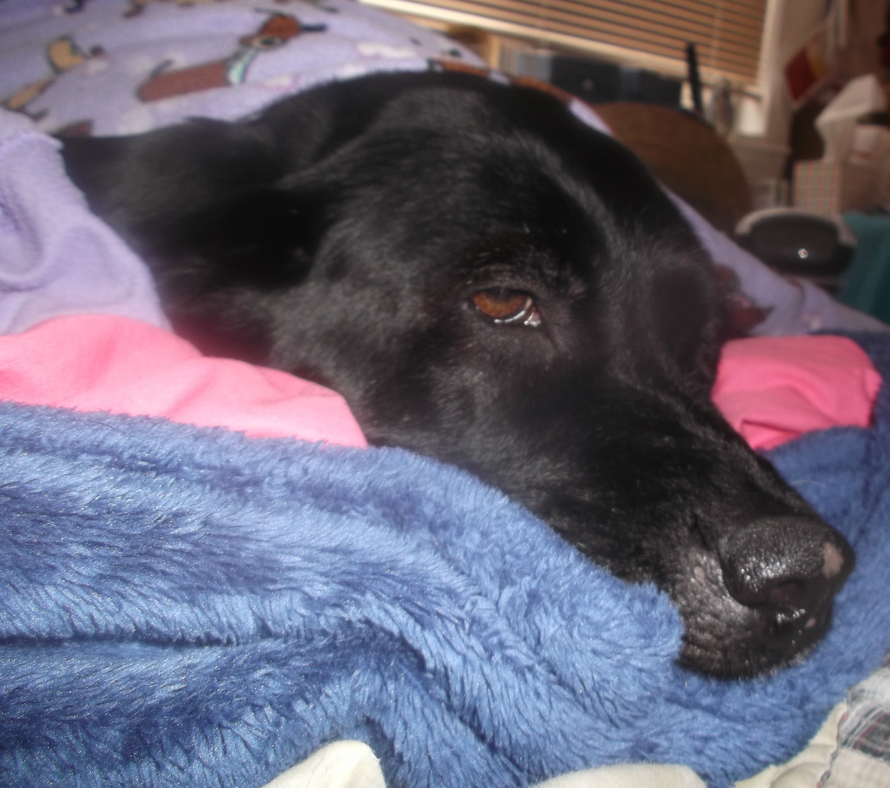  Photo I took of my dog Angel on my bed