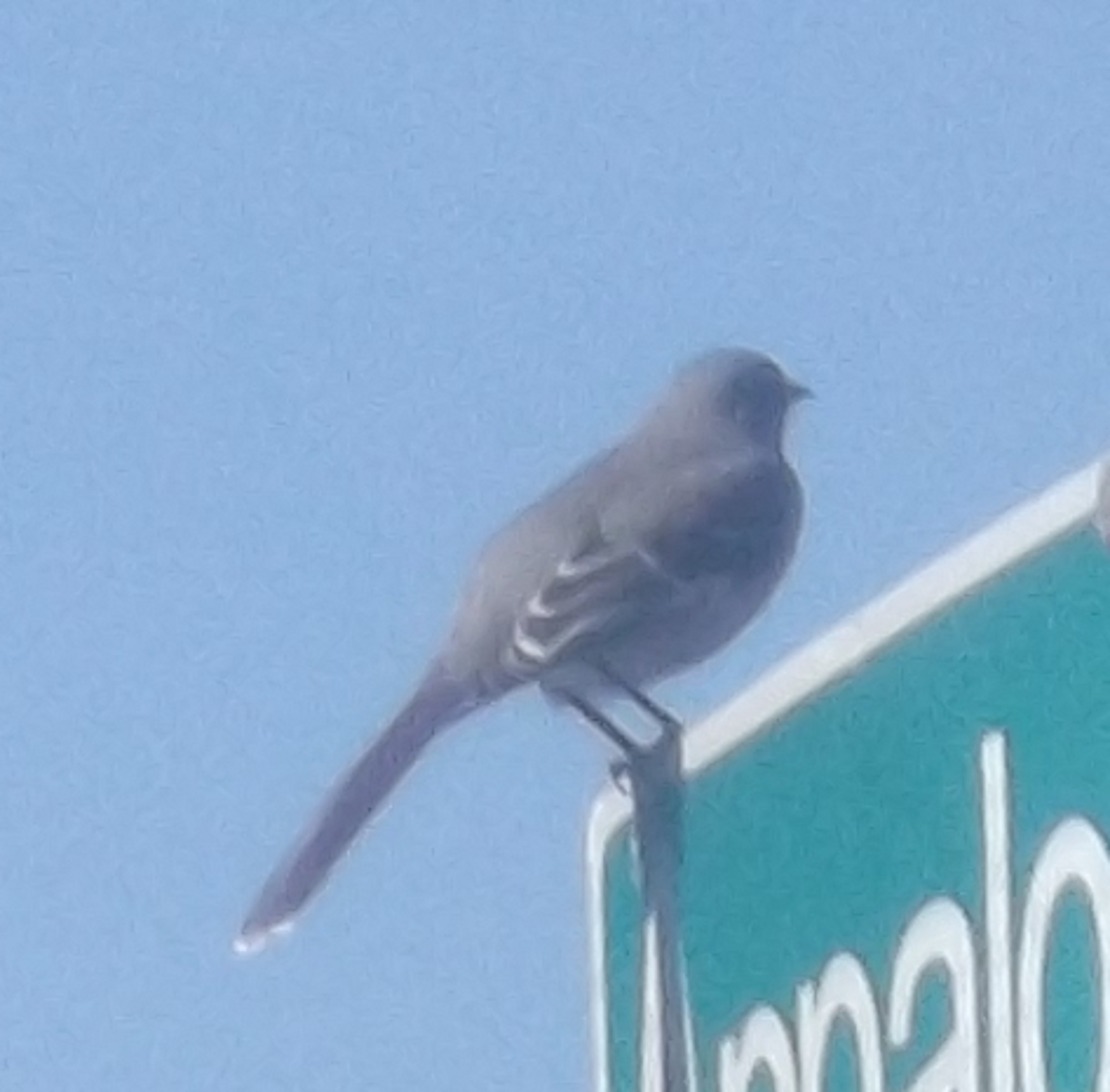 Photo of a bird I took on the street sign. 3-7-17
