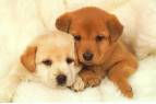 cute puppies.....  - cute puppies