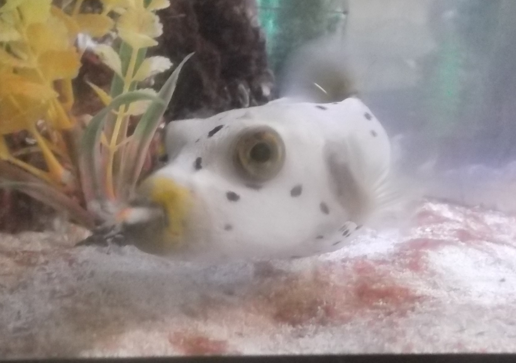 Toby, the puffer fish that lives in one of the tanks where Mom has chemo--Photo by me