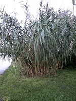 Sugarcane  Picture is mine.