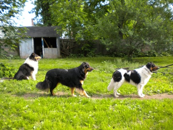 My Collie dogs