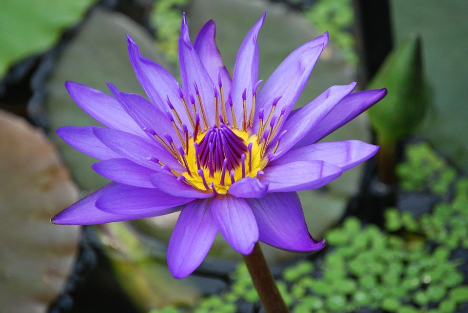 water lily water lily