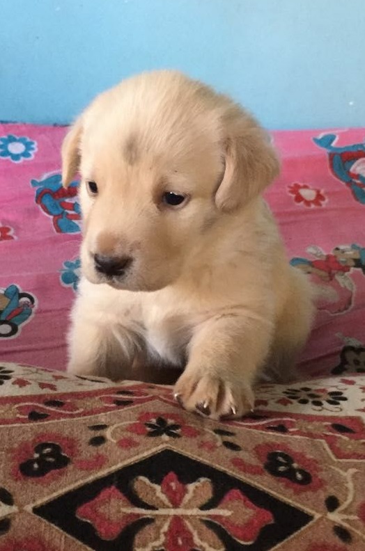 23 day old Lab