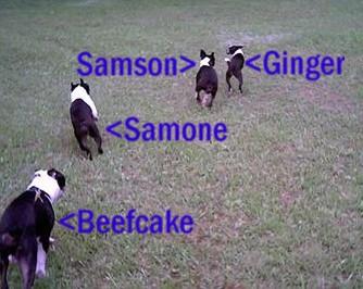 Our Boston Terrier Family - Here the herd is running through the field.  Except for Beefcake. As you see he has to be kept on a leash. Or he will run off. lol  Samson is 8 Ginger is 8 Samone is 7 Beefcake is 3  This was taken 2005.