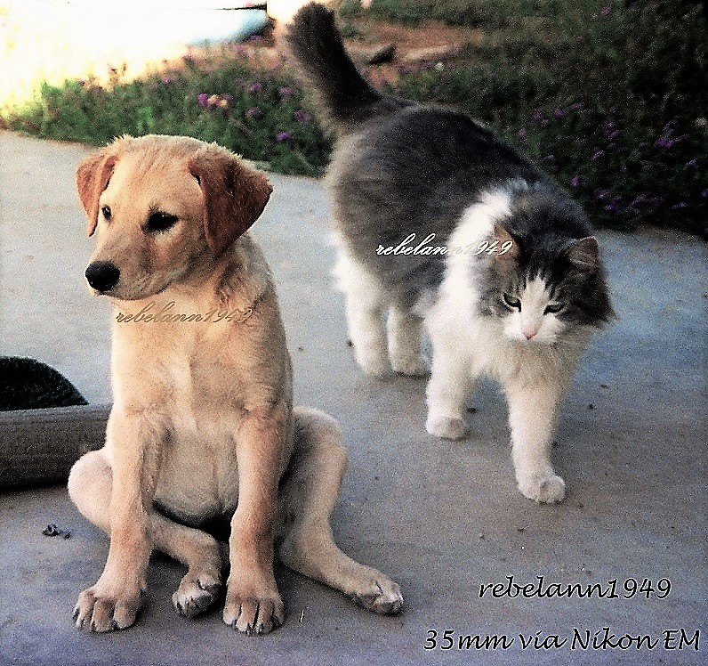 Sophie the puppy is about to meet her first kitty, Spunky Sophie the puppy is about to meet her first kitty, Spunky