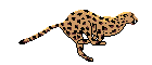 leopard - leopard.
