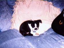 Ginger  - This was taken the first day we brought Ginger home, in 1998. She was only 9 wks old.  She was the runt of the liter. And is still pretty small.