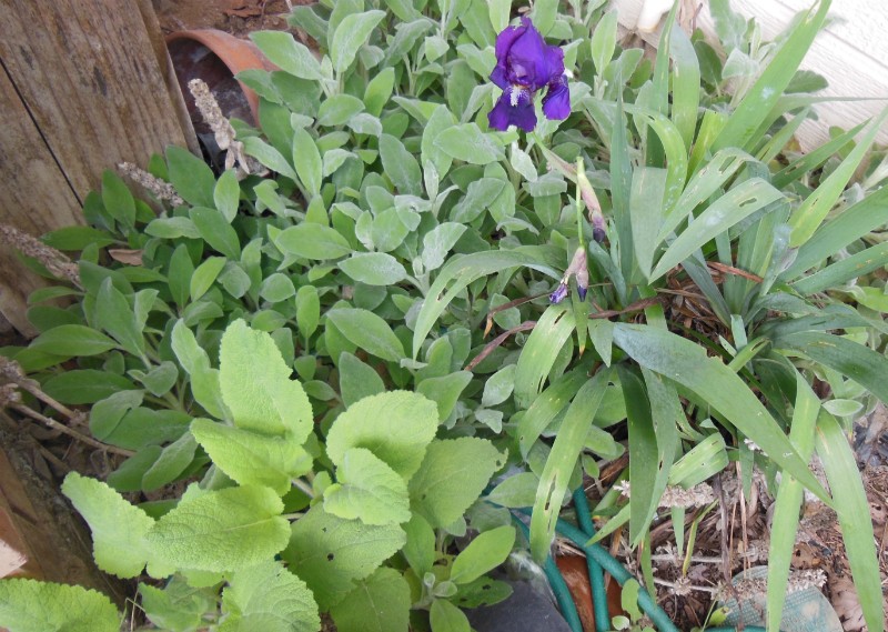 Surprise Iris and Clary Sage in the Middle of Lamb&#039;s Ears