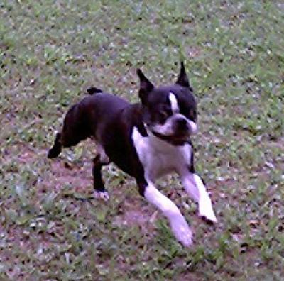 Samson - Samson my little man. He is the light of my life. So smart, and always wanting to do something for you.   If I drop something. He is right on it picking it up for me.