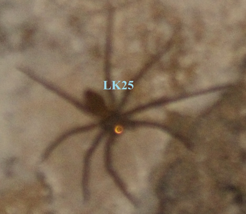 spider