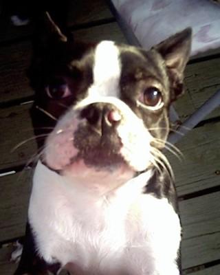 BooBoo - This is our youngest Boston Terrier, BooBoo. He will be 2yrs old March 2007.  He is like his daddy, Samson. So smart and wanting to help you. And like Samson, if I drop something, he is there to pick it up for me.