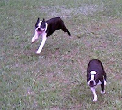 Samson & Ginger - Samson and Ginger love life. We live on 8 acres. So they have plenty of land to run around on.