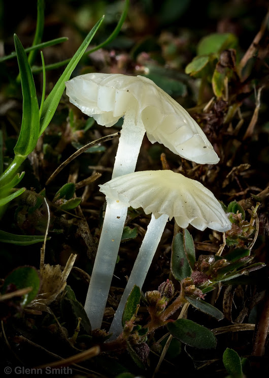 mushroom mushroom