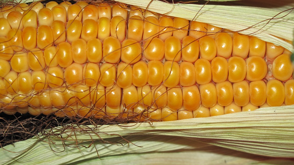 https://pixabay.com/en/corn-grain-corn-on-the-cob-autumn-190014/ https://pixabay.com/en/corn-grain-corn-on-the-cob-autumn-190014/