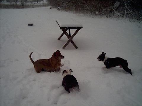 Playing in the Snow - Here we have our oldest dog, Annie. She is 10 yrs old. She is playing with Beefcake and Samson.  She maybe older, but she keeps right up with them.