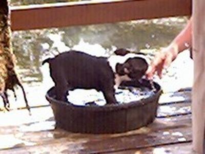Baby BooBoo - Here BooBoo is playing in the water bowl. Ever since he started playing in that bowl, he is nuts for the water. He loves to swim. We had to get a bigger tub for the balcony now that he is bigger. And it must be full during the warm weather.   He will let you know if it isnt =)