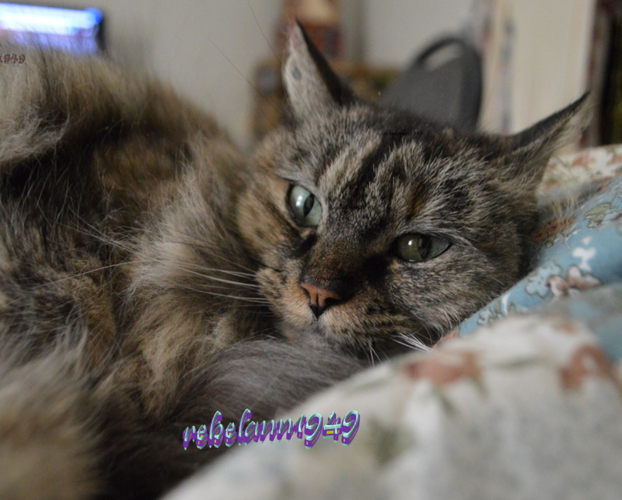 Boobear is so tolerant. 