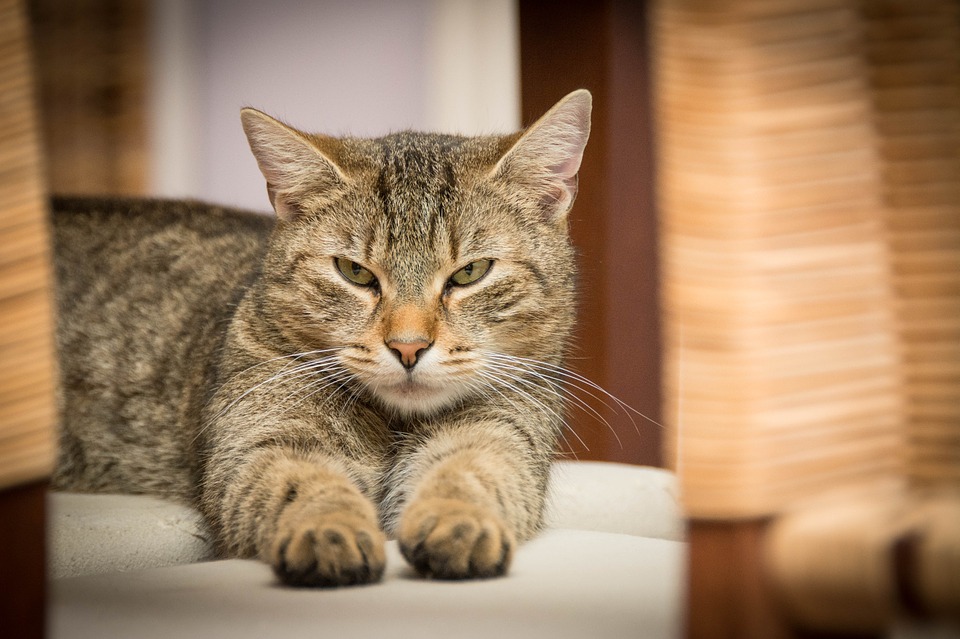 https://pixabay.com/en/domestic-cat-cat-adidas-relaxed-726989/ https://pixabay.com/en/domestic-cat-cat-adidas-relaxed-726989/