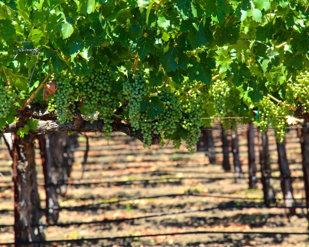 Photo of vineyard taken by author.