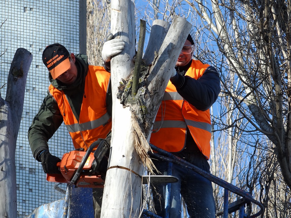 https://pixabay.com/en/saw-cut-trees-old-tree-felling-87090/ https://pixabay.com/en/saw-cut-trees-old-tree-felling-87090/