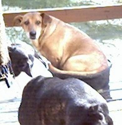 Annie bathing - This was originally Annies water bowl. But once she saw BooBoo in it. She thinks it's her pool too now. lol  Annie is a mix of: dashound and we dont know. lol =)