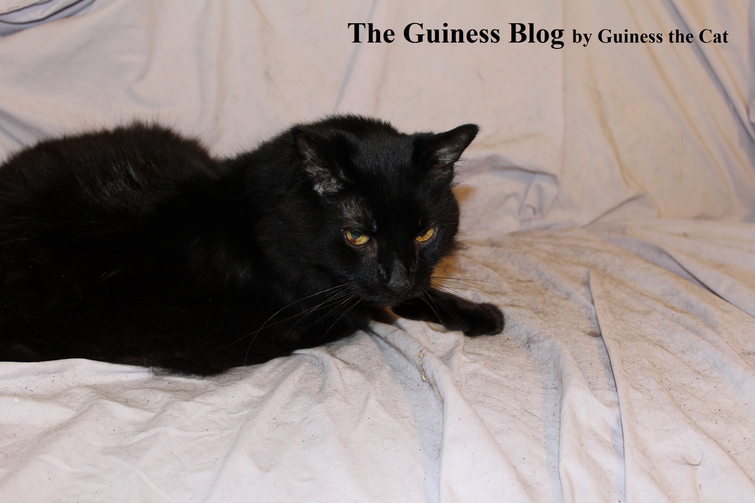 Guiness the Cat