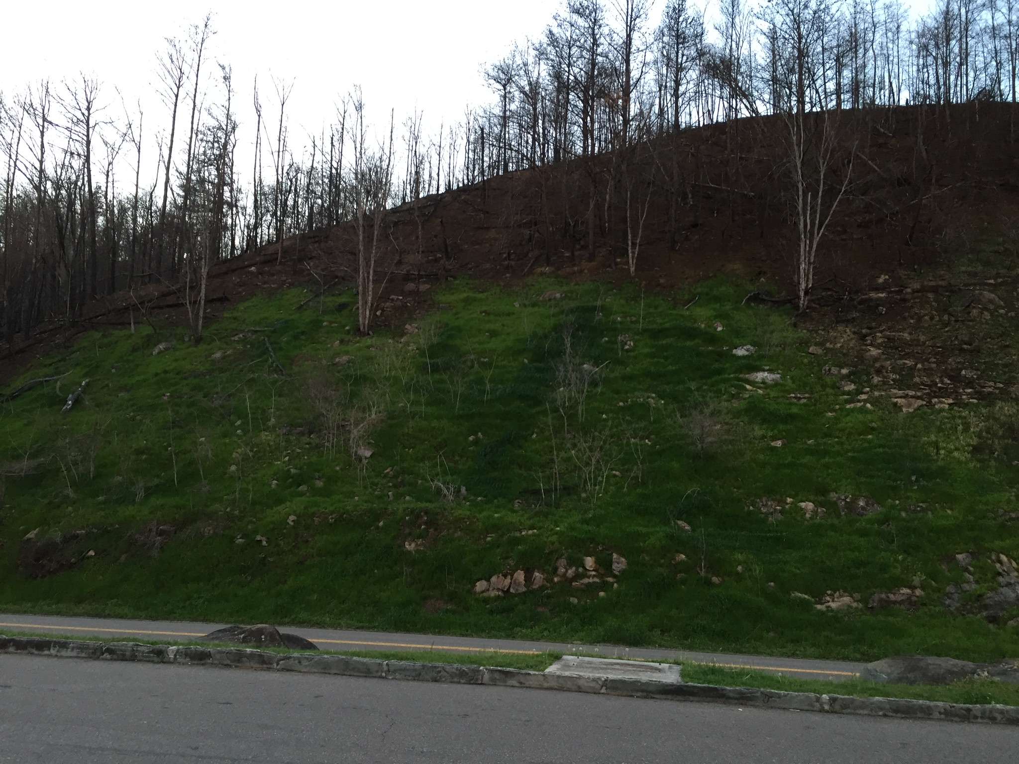 Remains and renewal in the Great Smoky Mountains after last year's devastating fire.  Photo taken by and the property of FourWalls.