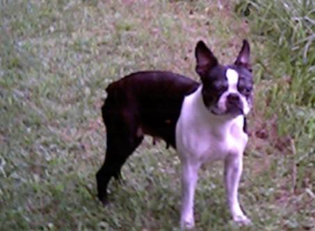 Samone - This is our third oldest, Samone. Taken in 2003. She is so special. Always right there by my side. She as well as the others is very smart. Helpful and loving