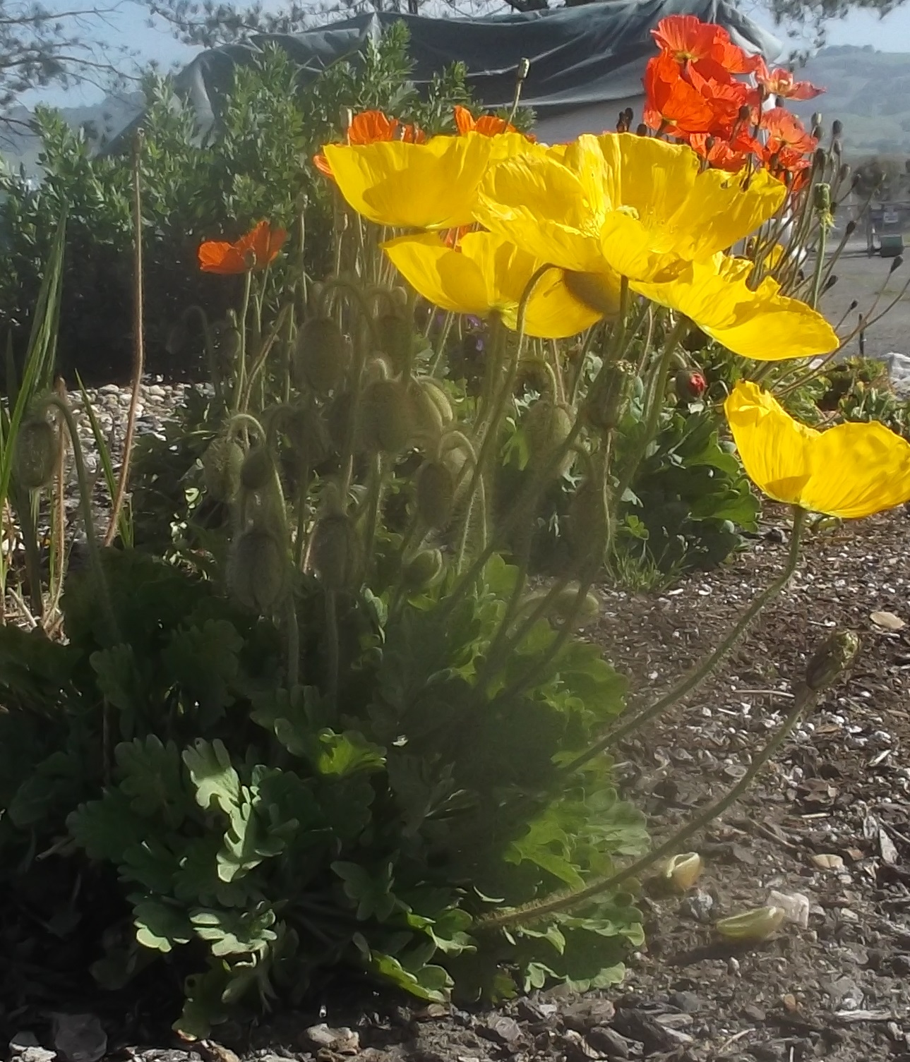 Photo of flowers I took on today's walk Photo of flowers I took on today's walk