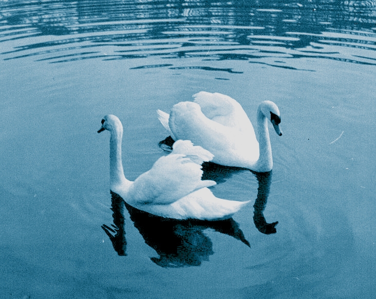 Two Swans Dancing - Gus Kilthau Two Swans Dancing - Gus Kilthau