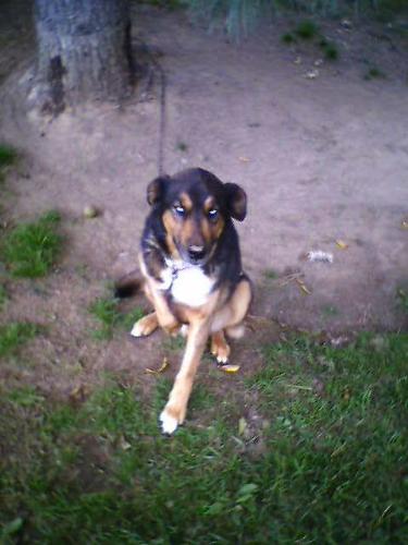 Swazi or bubba - Here is 6 yr old, Swazi. We adopted him from a neglectful home. He has the most beautiful blue eyes. Very shy, because of the two homes he came from before us.   He has adjusted well. And smiles whenever someone talks to him. such a sweetie.  A great watchdog~