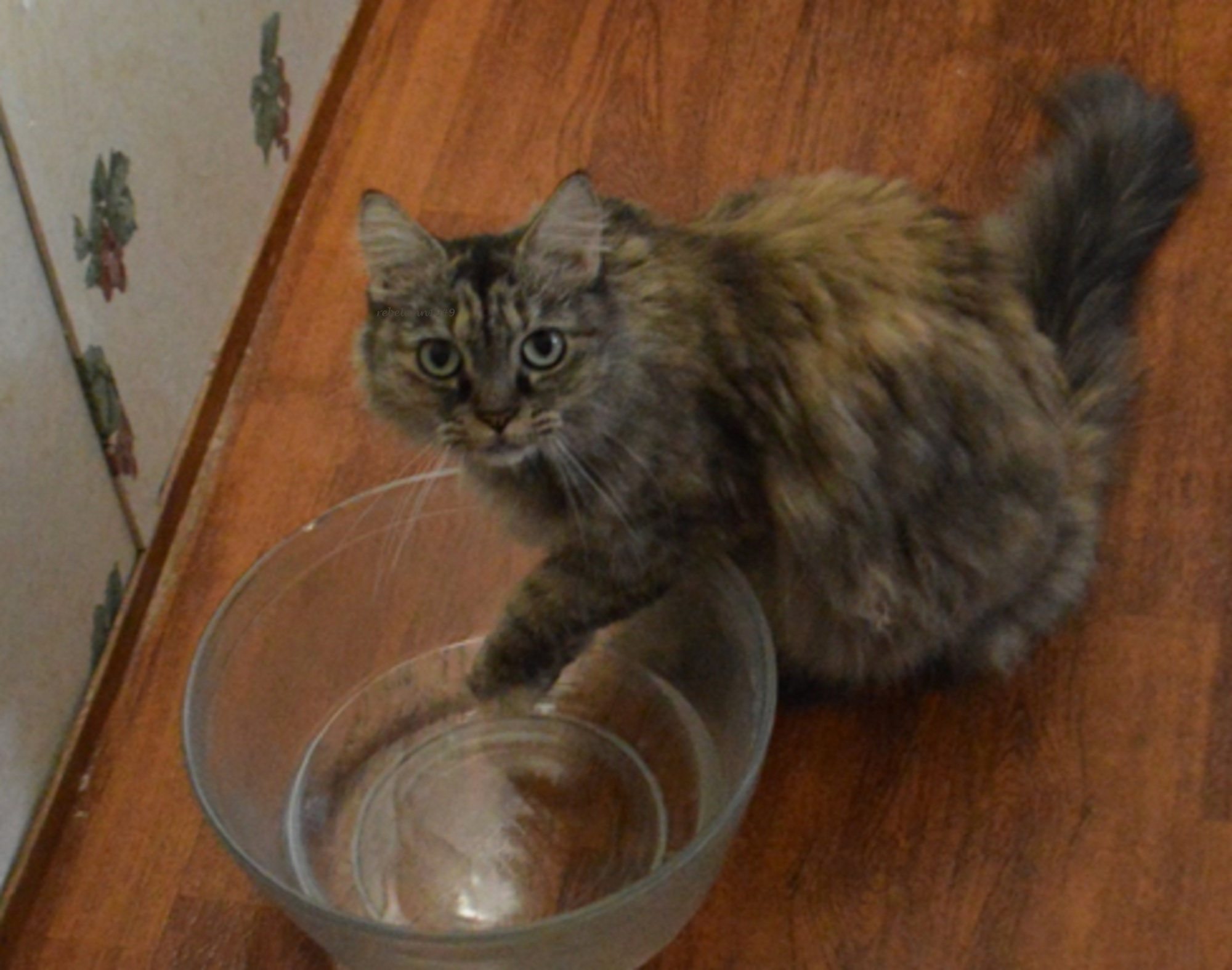 That look on Boobears face, she's letting me know I need to fill the bowl.