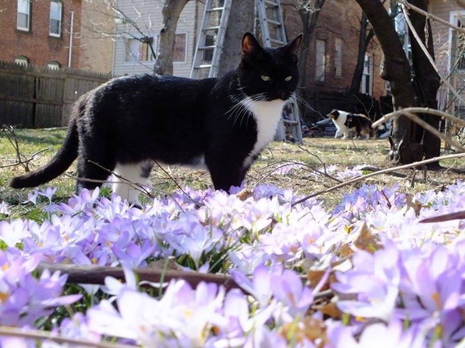 Kitten and the Crocus