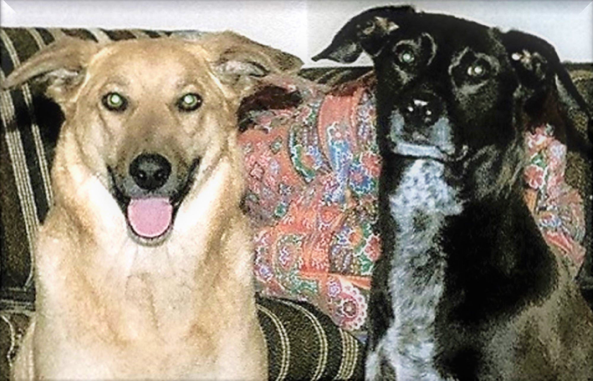 Rebel on the right, her daughter Sandi on the left Rebel on the right, her daughter Sandi on the left