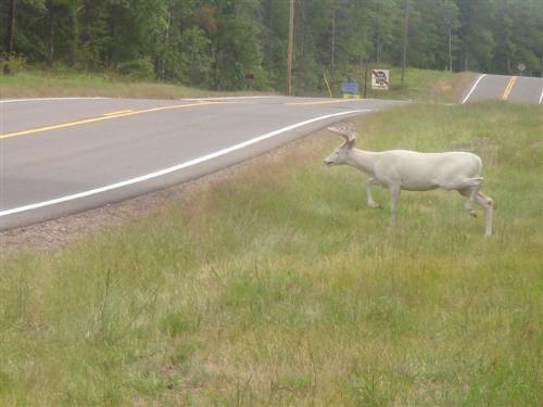 Albino Deer - I did not take this photo. It was sent to me via an Email FWD. It was taken in Wisconsin. You dont see many of these, so I wanted to share this one.   We have a few here in Virginia. I've tried to take photos of them. But they are always to far away.