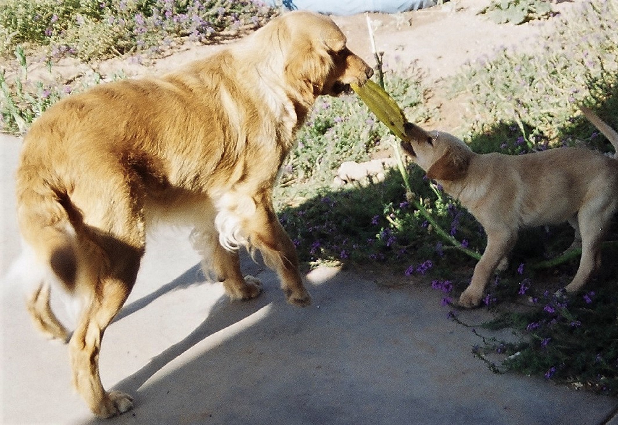 Gracie and Sophie are playing tug of war, Sophie was only 7 weeks old and Gracie was so gentle.