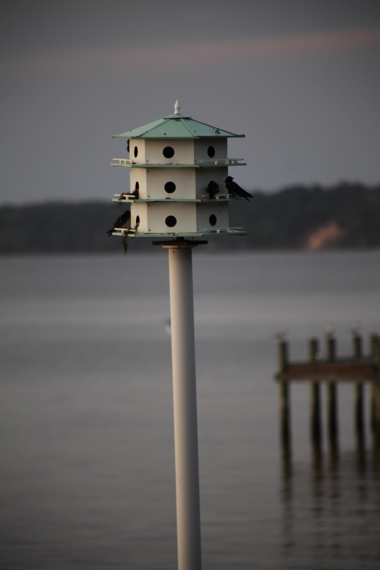 Purple Martin Bird House Purple Martin Bird House