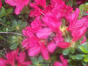 My azalea bush with a bumble bee