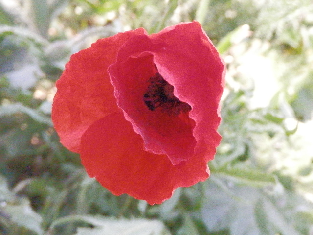 Scarlet Red Poppy Growing Wild In Navarra. Scarlet Red Poppy Growing Wild In Navarra.