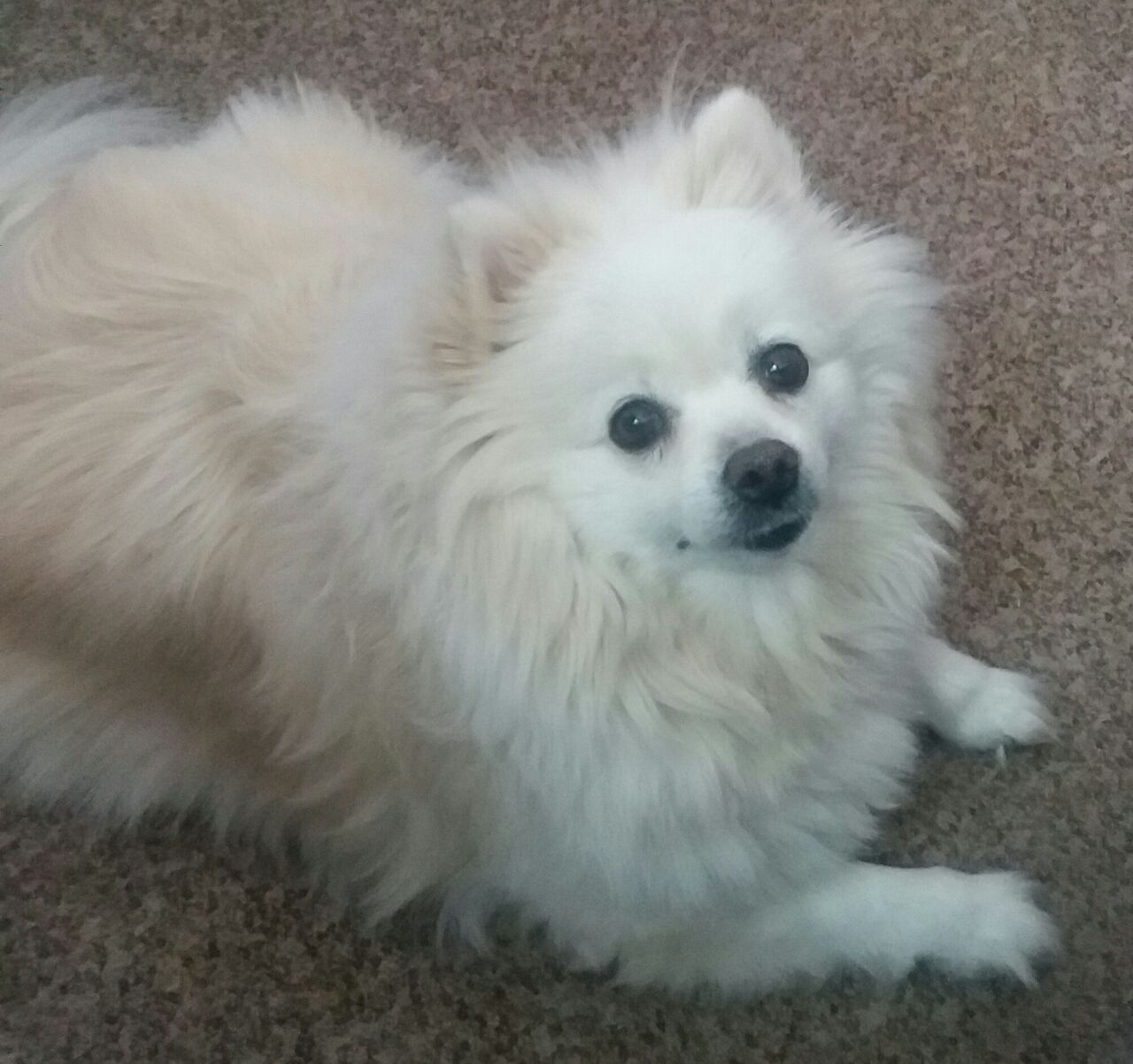 Photo I took of my dog Daisy Photo I took of my dog Daisy