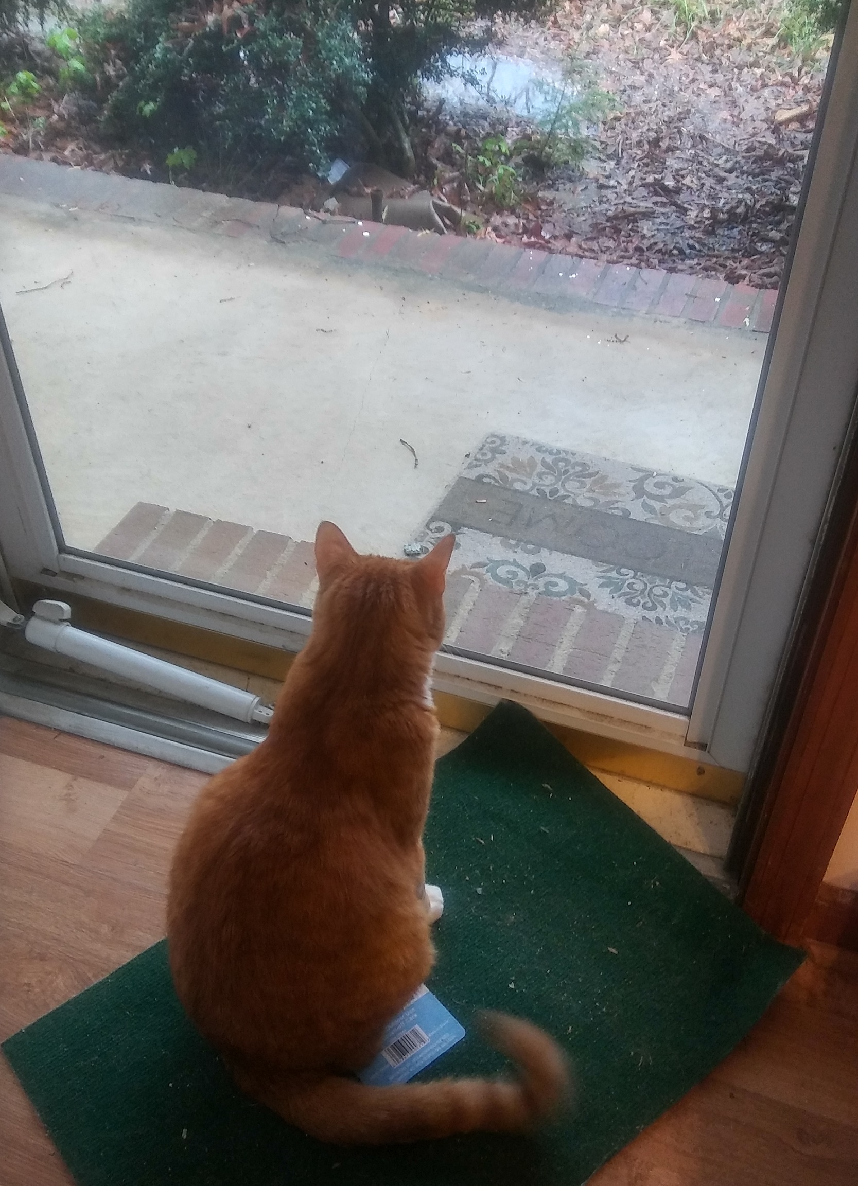 Huckleberry the Cat looking out the door after the rain