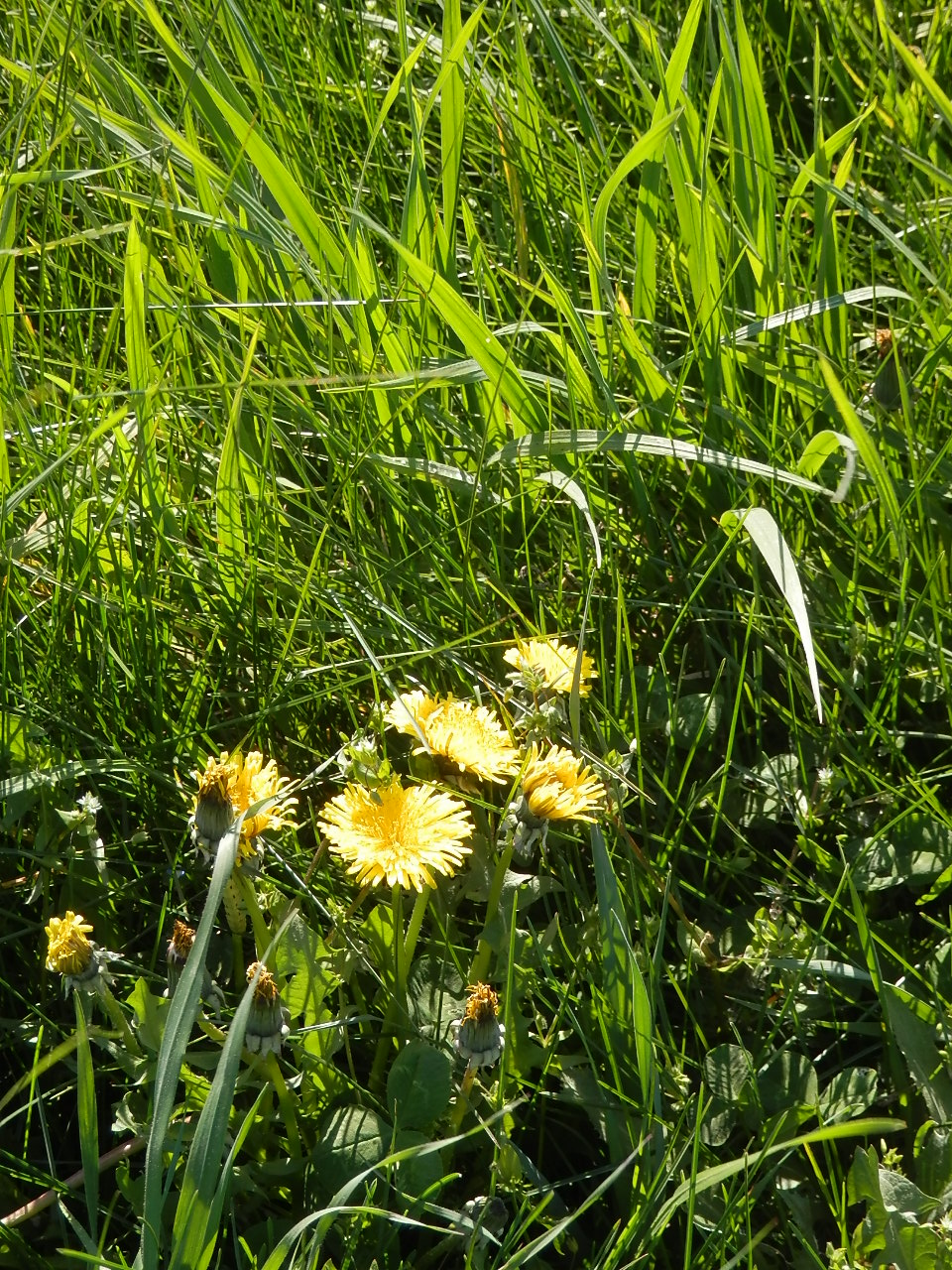 Dandelions Just Flowered
