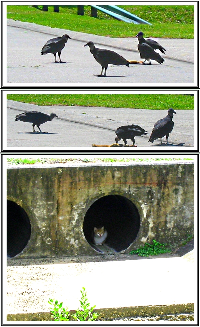 Buzzards at Work, Cat in the Drainage Pipe - Gus Kilthau Buzzards at Work, Cat in the Drainage Pipe - Gus Kilthau