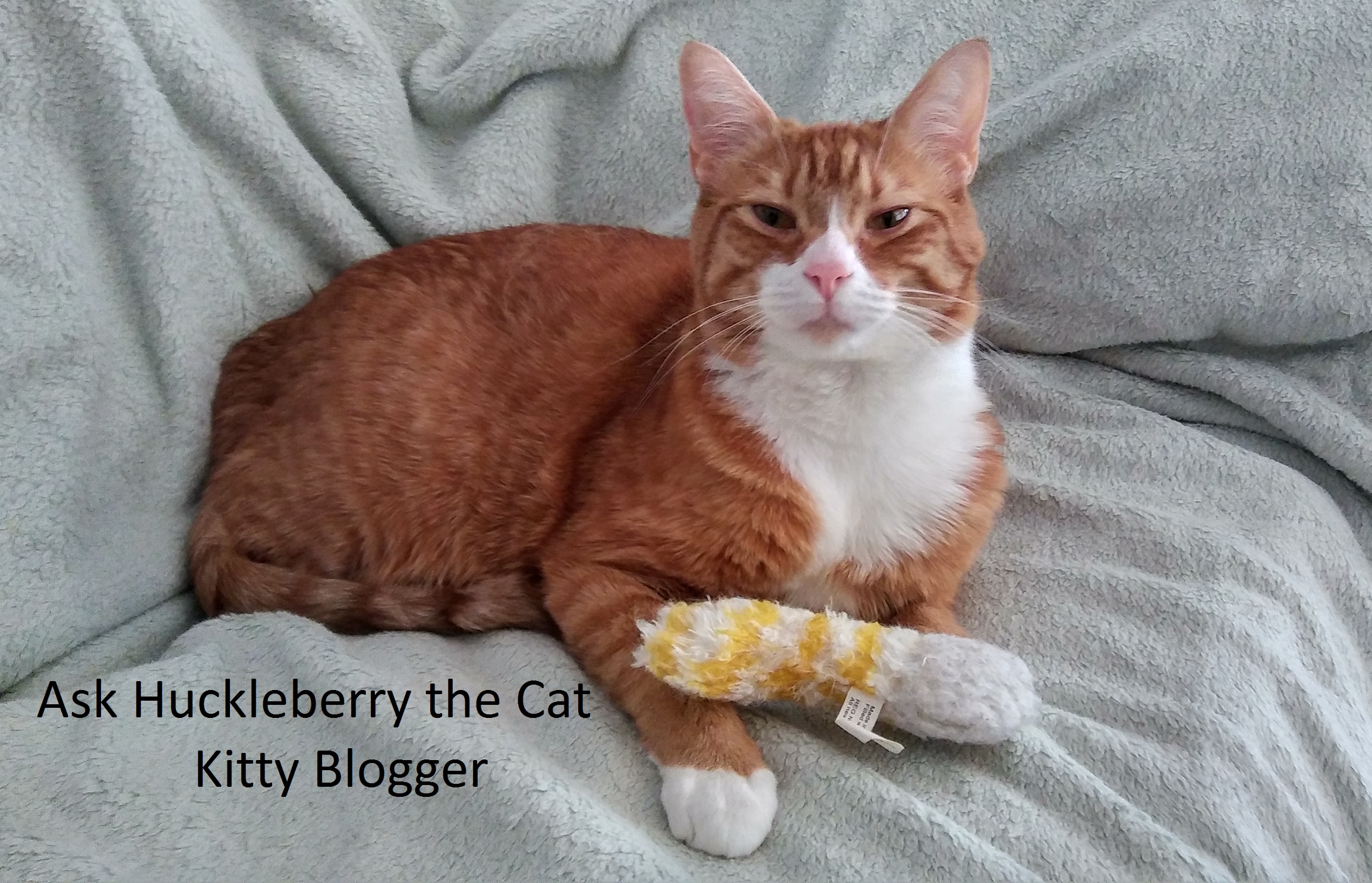 Ask Huckleberry the Cat, Kitty Blogger