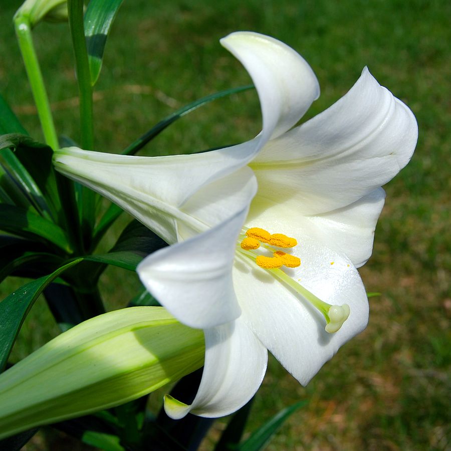 https://commons.wikimedia.org/wiki/File:Lilium_longiflorum_(Easter_Lily).JPG